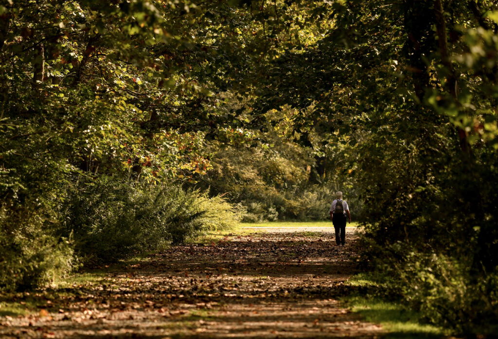 "Leaf Peeper - Fall Foliage" by Marc A. Hermann, MTA is licensed under CC BY 2.0